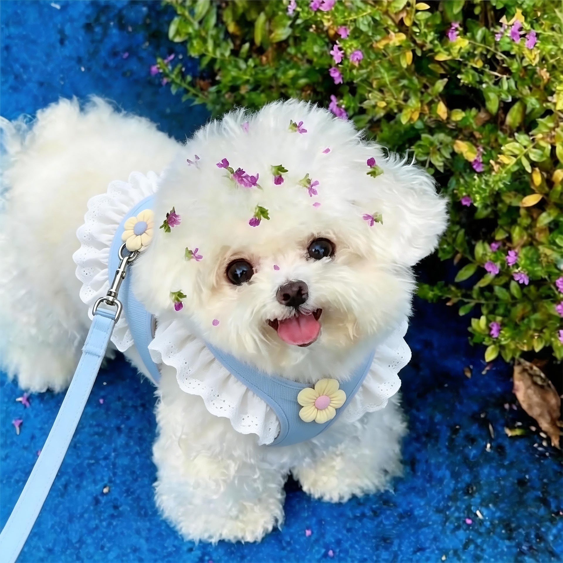 Adjustable Pet Harness and Leash Set for Cats & Small Dogs